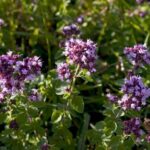 Oregano: The Versatile Herb for All Walks of Life