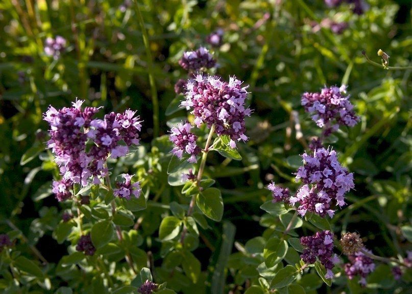 Oregano: The Versatile Herb for All Walks of Life