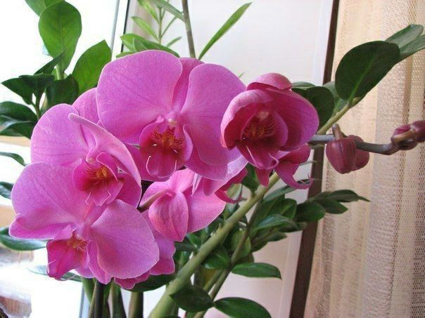 Orchids – Care Secrets